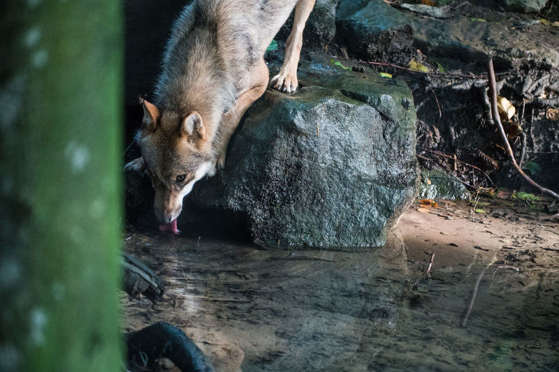 Close-up of wolf drinking water