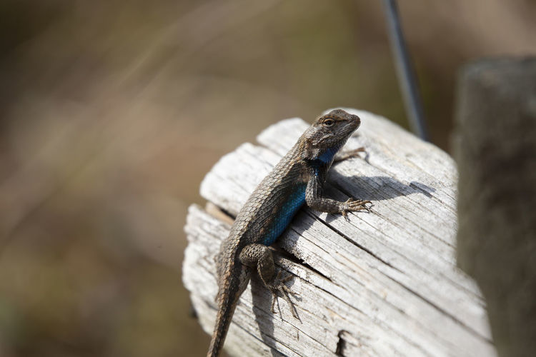 Large male eastern fence lizard sceloporus consobrinus on a wooden post
