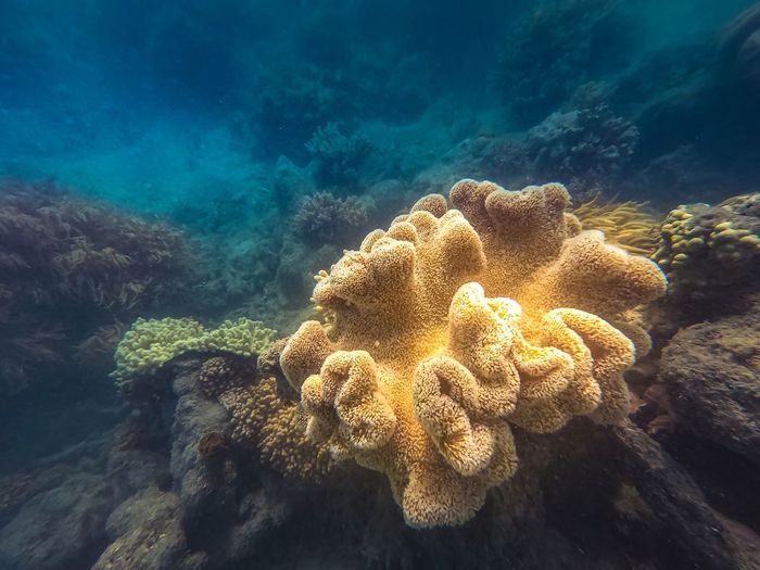 Close-up of coral in sea