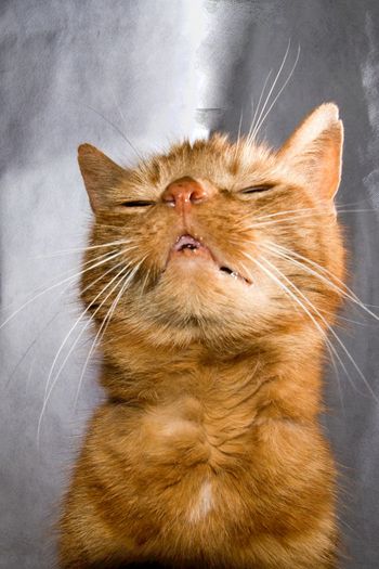 Close-up of cat sitting at home