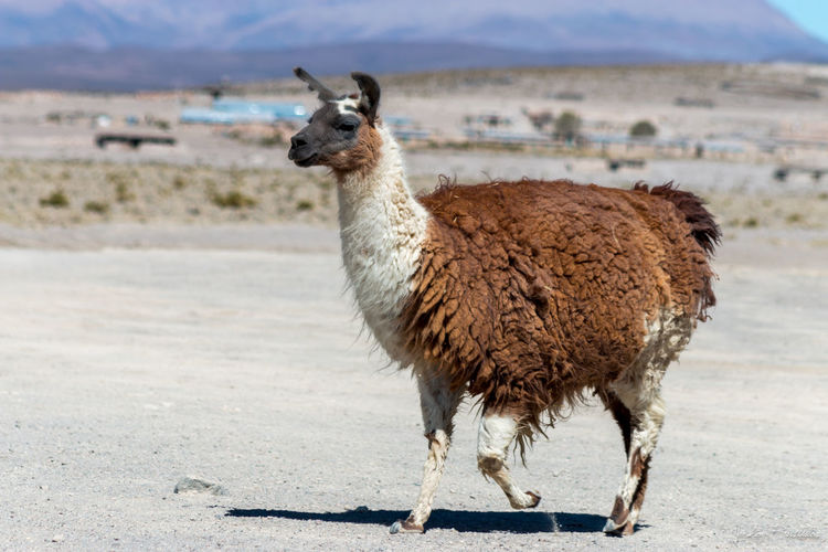 Side view of llama on remote landscape