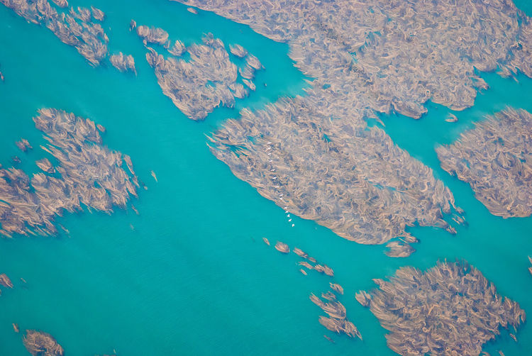 Aerial shot of pelicans flying over kelp beds in southern california