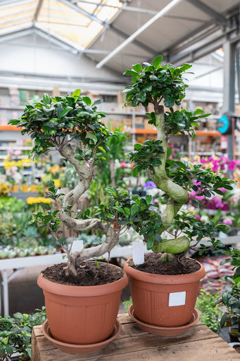 Ficus bonsai ginseng oriental tree in plant store