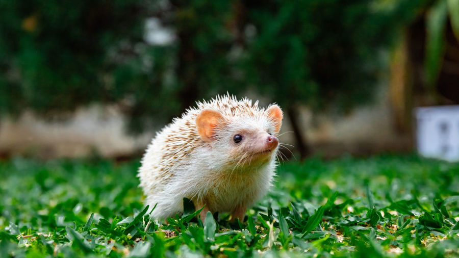 Hedgehog on field