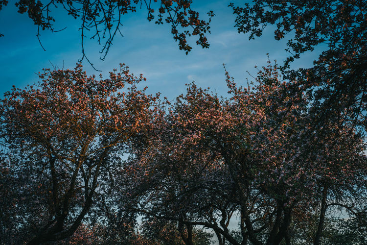 Low angle view of silhouette trees against sky