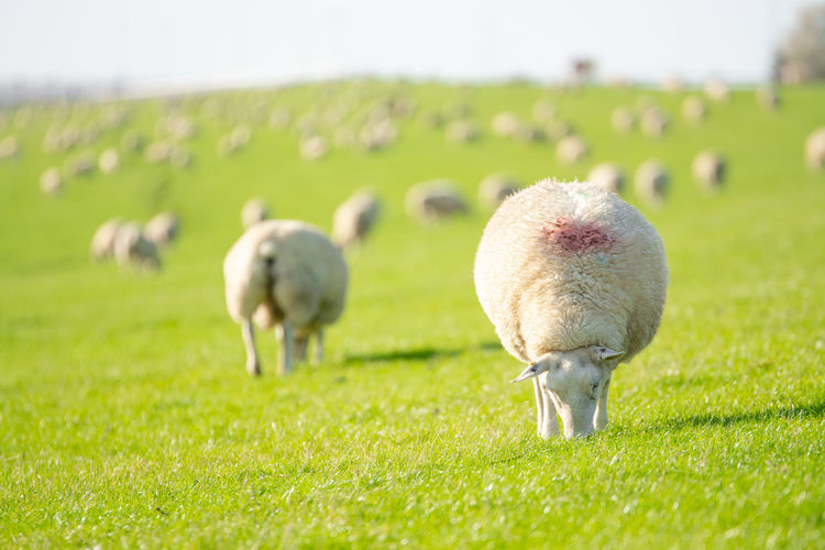 Sheep grazing on field