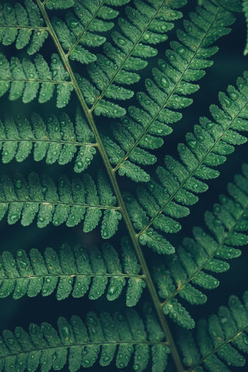 Detail shot of rain drops on green fern leaves 