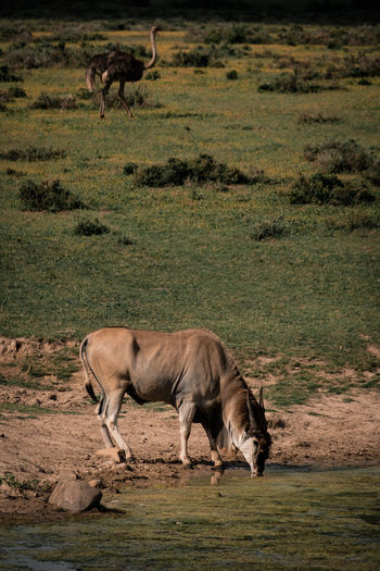 Side view of horse running on field
