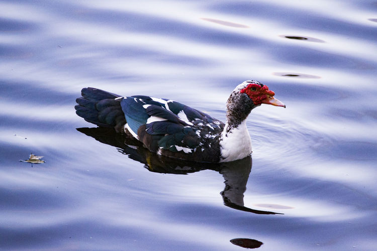 High angle view of muscovy duck swimming at lake 