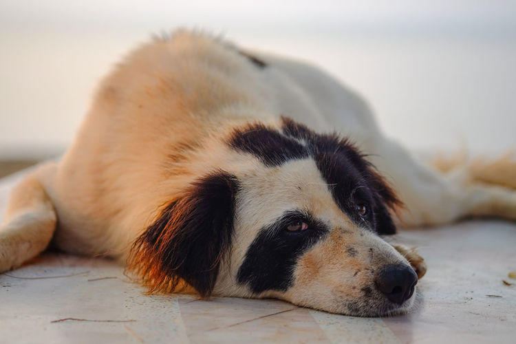 Close-up of dog lying down on floor