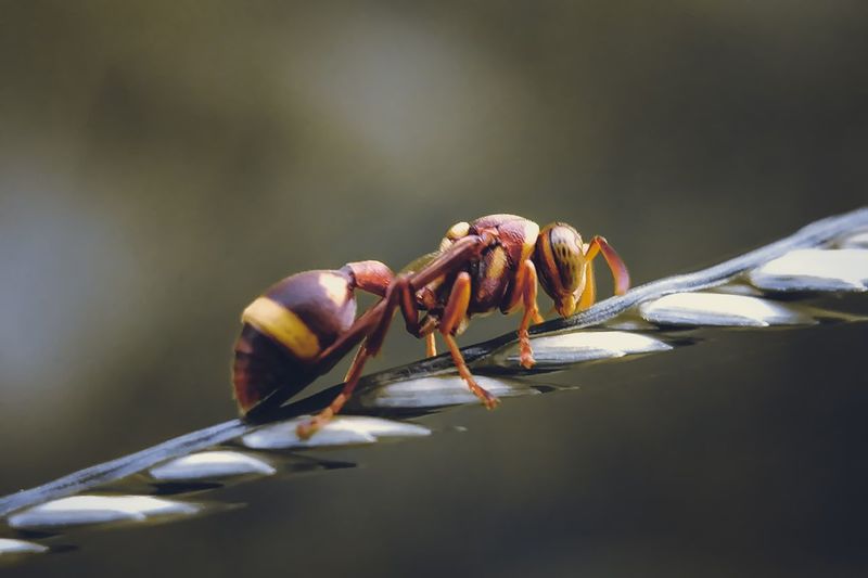 Paper wasp