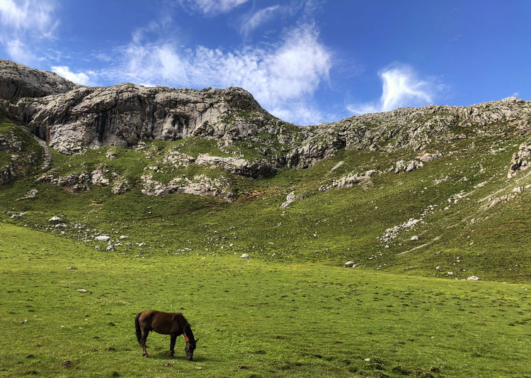 Horse eating grass on grassland in front of the mountain blue sky