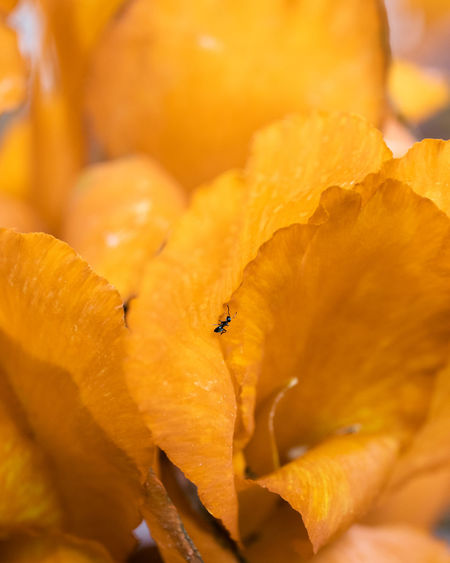 Close-up of orange insect on yellow flower