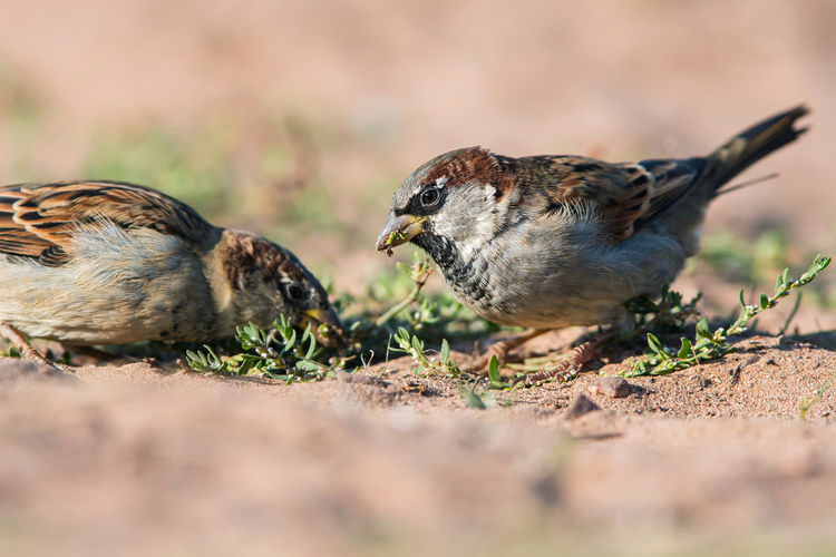 House sparrow, passer domesticus in environment.