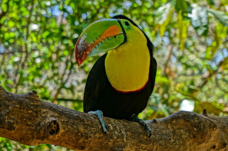 Keel-billed toucan perching on tree