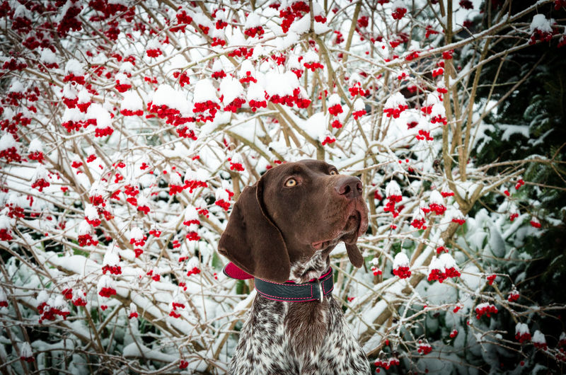Close-up of dog against trees during winter