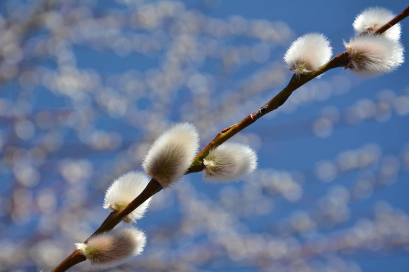 Willow tree spring buds
