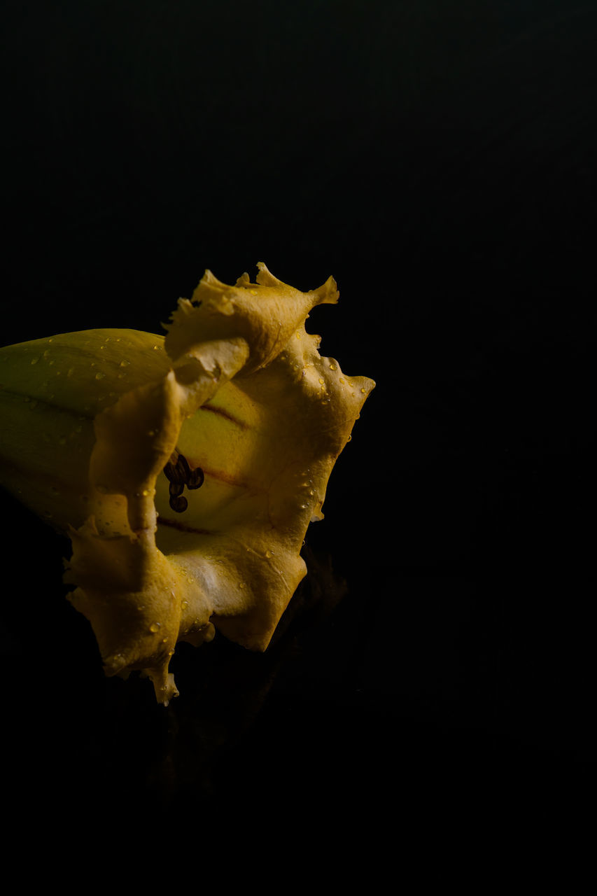 yellow, black background, macro photography, leaf, studio shot, flower, plant, darkness, indoors, no people, close-up, nature, copy space, light, freshness, single object, petal, cut out
