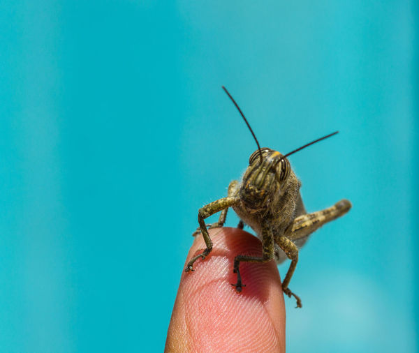Cropped image of hand holding cricket insect against blue sky
