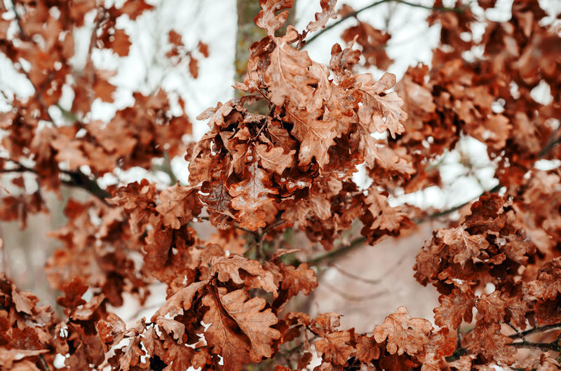 Dry oak leaves on oak branches on winter tree.