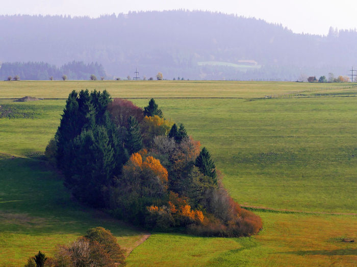 Scenic view of meadow and trees 