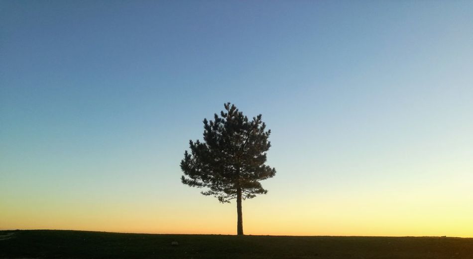 Tree against clear sky during sunset