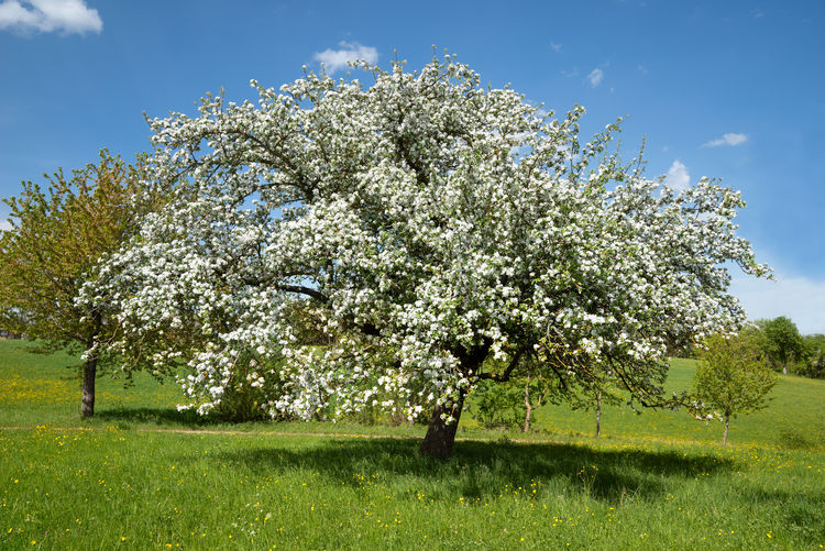 View of flowering tree in field
