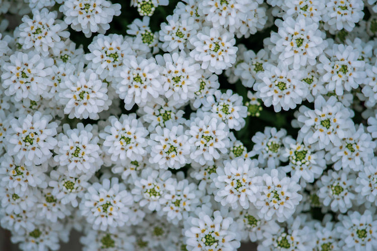 Lake full of flowers