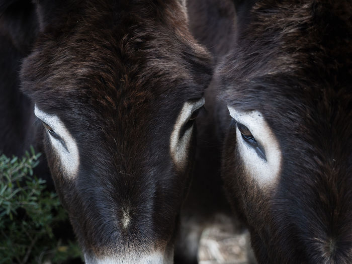 Close-up of a horse