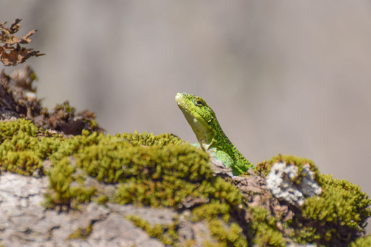 Small reptile froze for camouflage