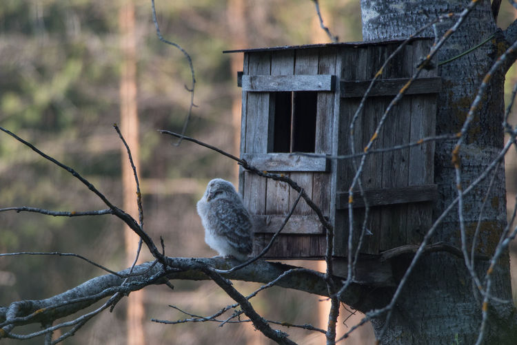 Brave young ural owl -strix uralensis- sitting on a birch tree branch outside nest box