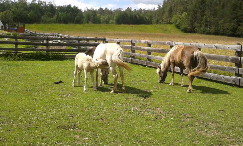 Sheep grazing on grassy field