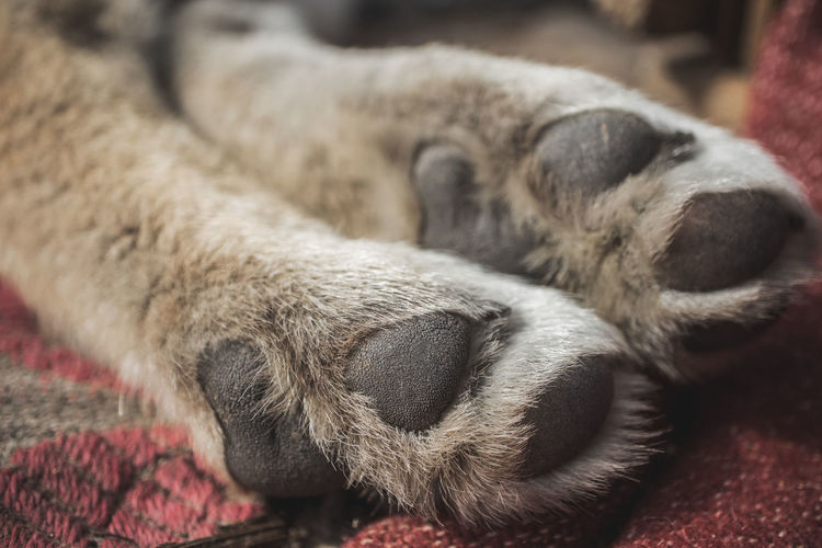 Close-up of a dog sleeping