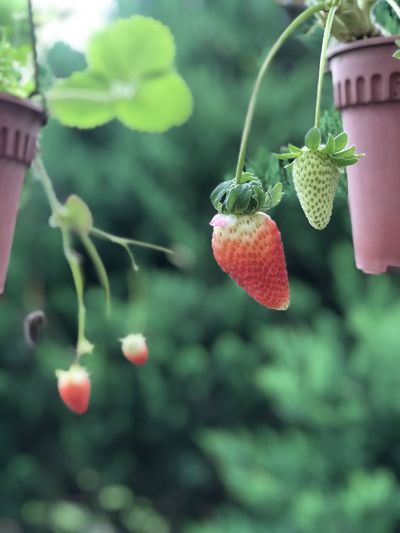 Close-up of strawberry hanging on plant
