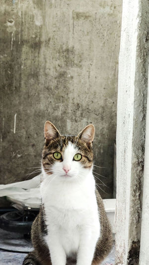 Portrait of cats