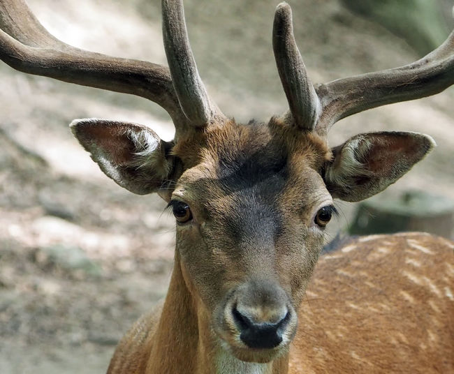 Close-up portrait of fallow deer