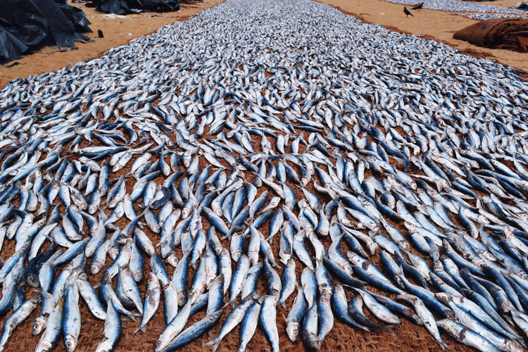 Fishes on sand at beach