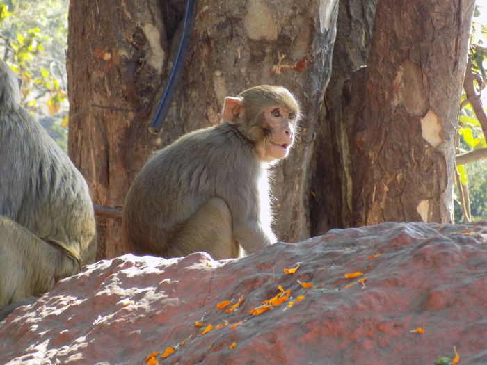 A monkey with a friendly nature, found on the way to ujjain. it  ate food by human's hands. 
