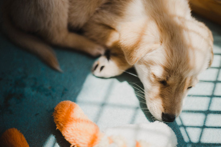Close-up of a dog sleeping