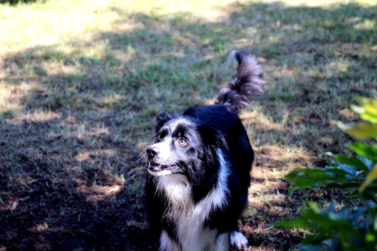 Close-up of black dog on field