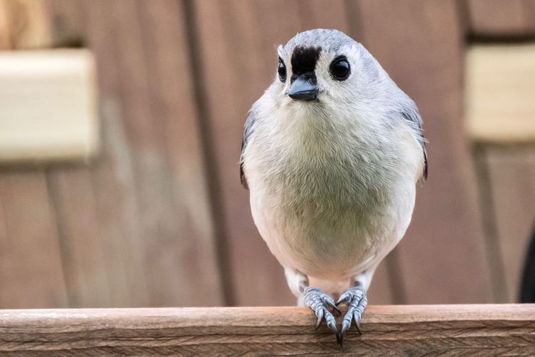 Close-up of bird
