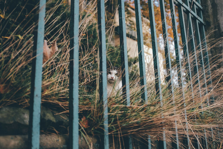 Portrait of cat seen through railing