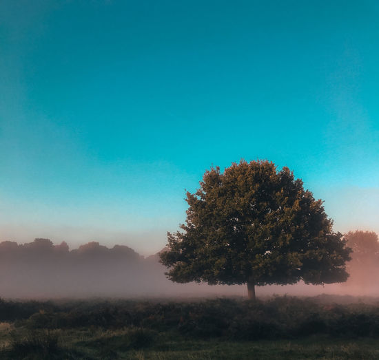 Tree on field against clear blue sky