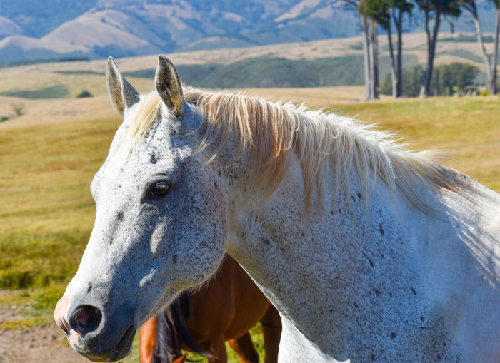 Beautiful white dapple stallion horse in mountain green meadow
