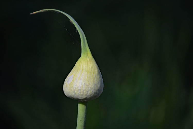 Close-up of flower bud against blurred background