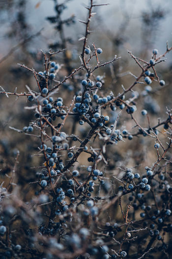 Close-up of berries growing on tree