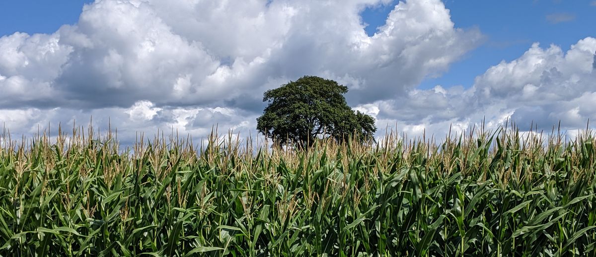 Panoramic view of corn field against sky