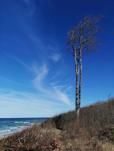 Bare tree on landscape against blue sky