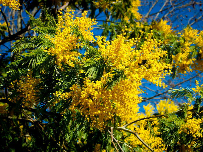 Close-up of yellow flowers on tree