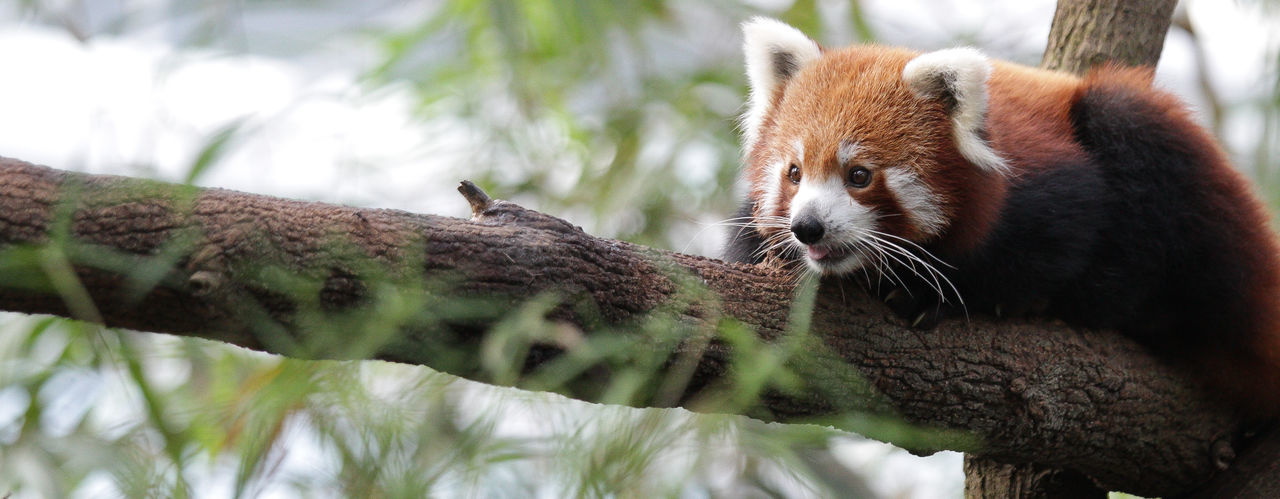 Red panda sitting on tree